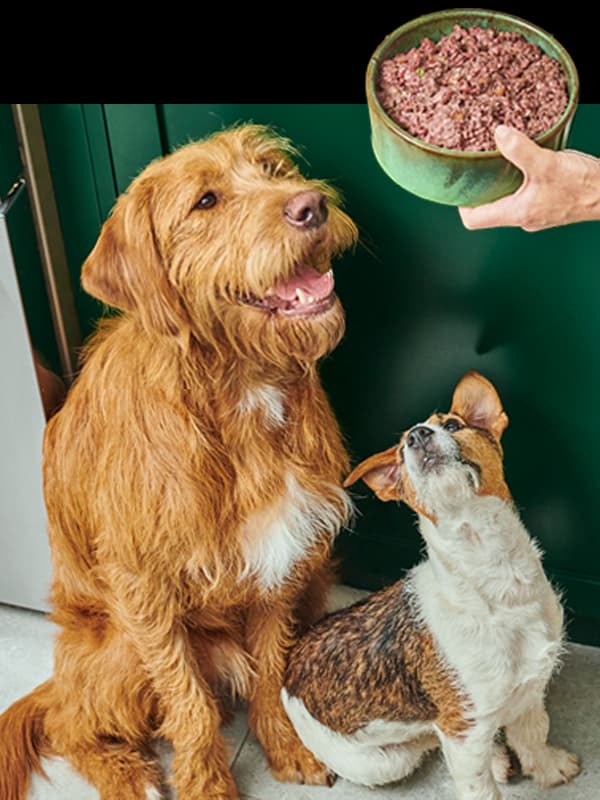 Happy dogs eating nutritious food