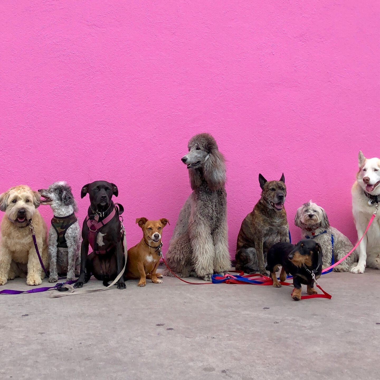 <b>WHAT YOUR DOG'S POOP SAYS ABOUT THEIR HEALTH</b><br><br>From colour to consistency, your dog&rsquo;s poop has a story to tell. Here&rsquo;s what you should know in time for your next walk&hellip;</br>