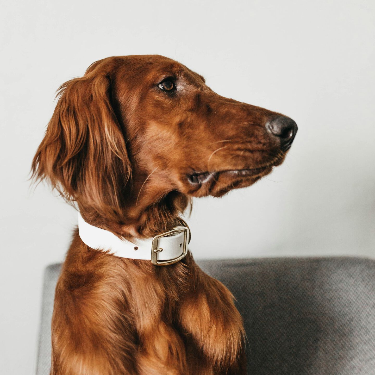 <b>WHY IS MY DOG NOT EATING RAW FOOD?</b><br><br>We all want our pets to be healthy and happy, so when your dog is not eating, it&rsquo;s always a worry...</br>
