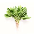 Spinach