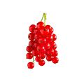Redcurrants