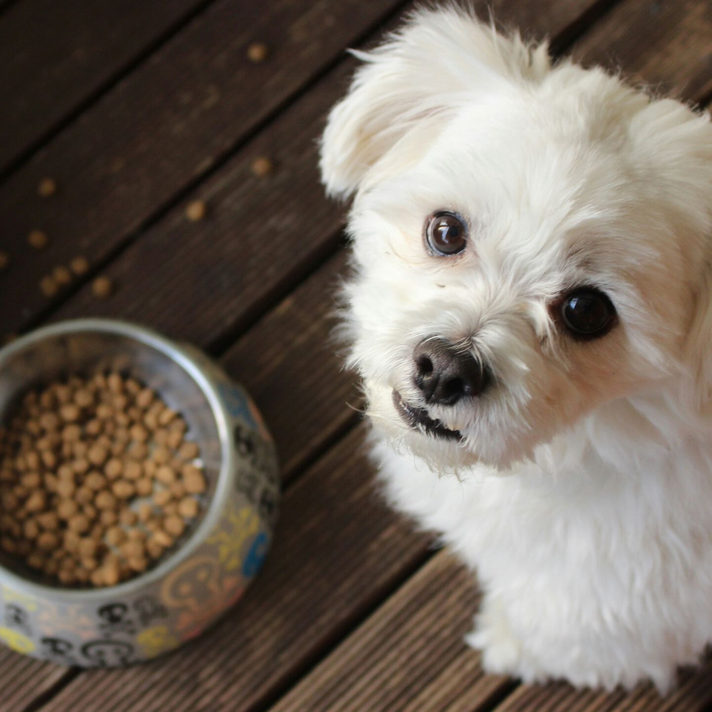 <b>RAW VS KIBBLE &ndash; WHICH IS BEST?</b><br><br>Let&rsquo;s weigh the benefits of feeding raw compared to commercial kibble...</br>