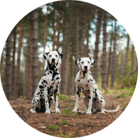 NATURES MENU HITS THE SPOT