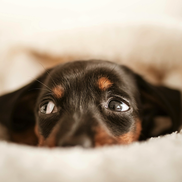 <b>WHAT TO DO WHEN YOUR PUPPY HAS DIARRHEA</b><br><br>Got a poorly puppy? Here&rsquo;s how to help them feel better at home, and the signs it&rsquo;s time to see the vet&hellip;</br>