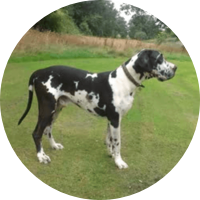 A RAW DIET FIT FOR A KING