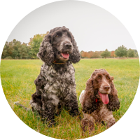 CLEAN BOWLS EVERY MEALTIME