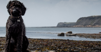  <b>ALL BLOG POSTS</b><br><br>If you are new to raw feeding, browse our blog posts and discover all there is to know...</br>