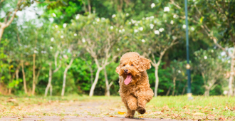  <b>BENEFITS OF RAW FEEDING</b><br><br>We believe that a raw, natural diet is best for our pets - benefiting everything from their coat and teeth to their overall wellbeing...</br>