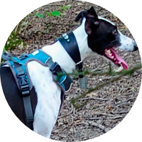 DIESEL&rsquo;S HEALTH JUMPS UP A GEAR