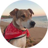 A BIG BOOST FOR BODHI