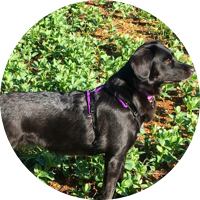 A RAW DIET IS THE SECRET