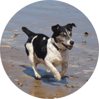 FROM PANCREATITIS TO PUPPY ENERGY