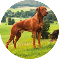 HAPPY AND HEALTHY HARRY