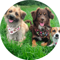 THREE DOGS WITH DIFFERENT NEEDS