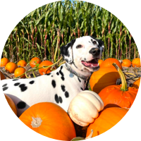 ARWEN&rsquo;S TRANS-FUR-MATION