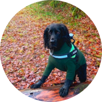 RAVEN IS FLYING HIGH