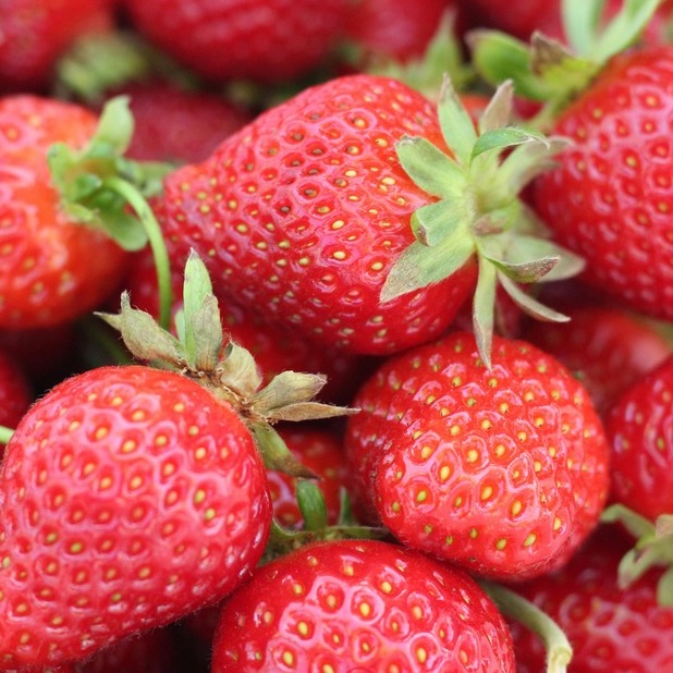 <b>CAN DOGS EAT STRAWBERRIES?</b><br><br>Most dogs love raw fruit and vegetables &ndash; find out whether or not strawberries should be on the menu...</br>