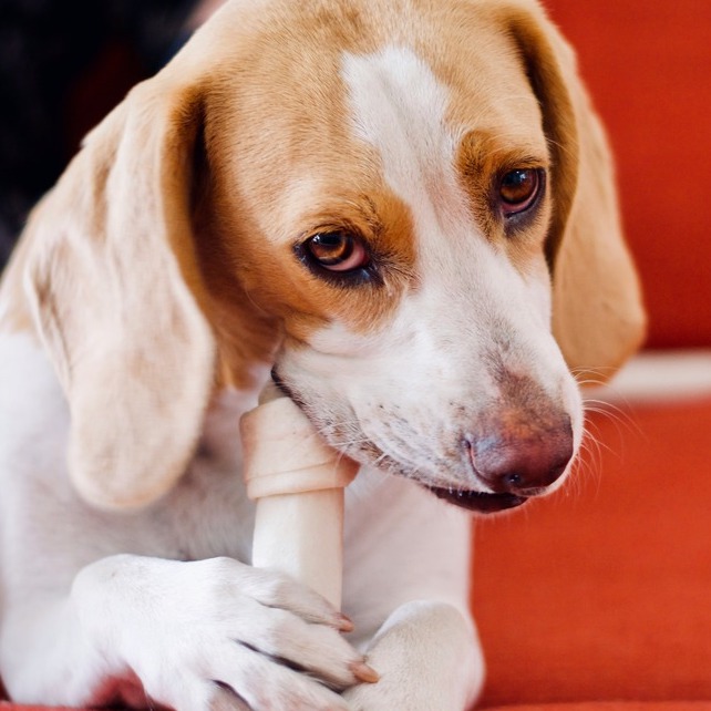 <b>IS RAWHIDE BAD FOR DOGS?</b><br><br>There are so many chews on the market that dog owners are spoilt for choice &ndash; find out whether rawhide is a good or bad option for dogs...</br>