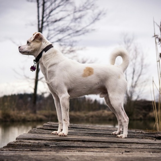 <b>WHAT YOU NEED TO KNOW ABOUT YOUR DOG&rsquo;S ANAL GLANDS </b><br><br>Spotting the signs of blocked glands and what to do &ndash; our veterinary nurse Melanie shares her advice...</br>