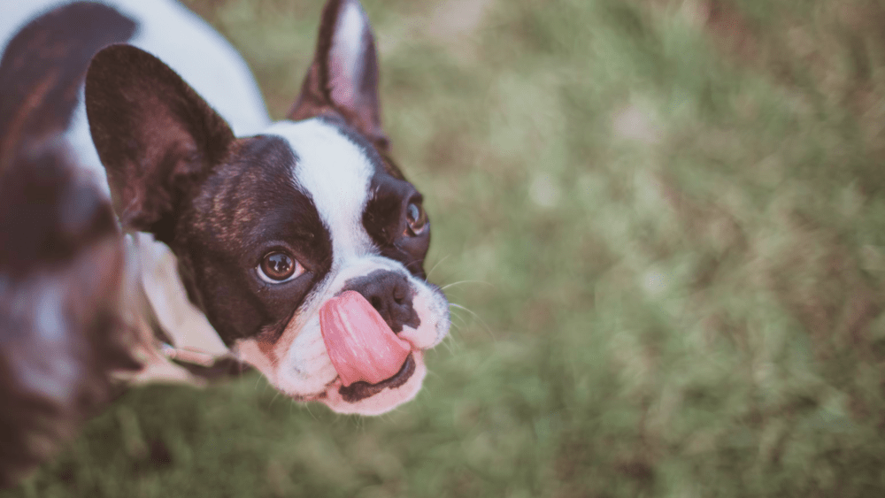 What's the difference between 80/20 and 60/40 raw dog food?