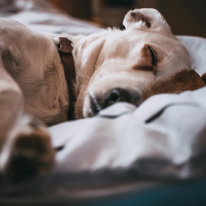 <b>HOW MUCH SLEEP DO DOGS NEED?</b><br><br>Here&rsquo;s our ultimate guide to dog dreamland, from common sleeping positions to how many hours your canine companion needs&hellip;</br>
