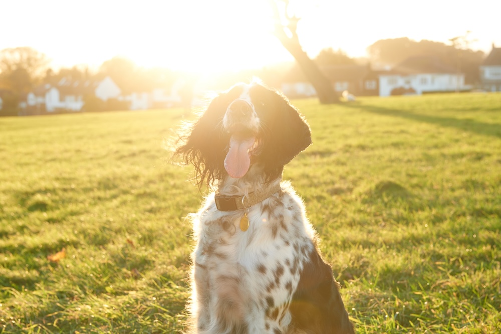 11 big benefits of raw dog food