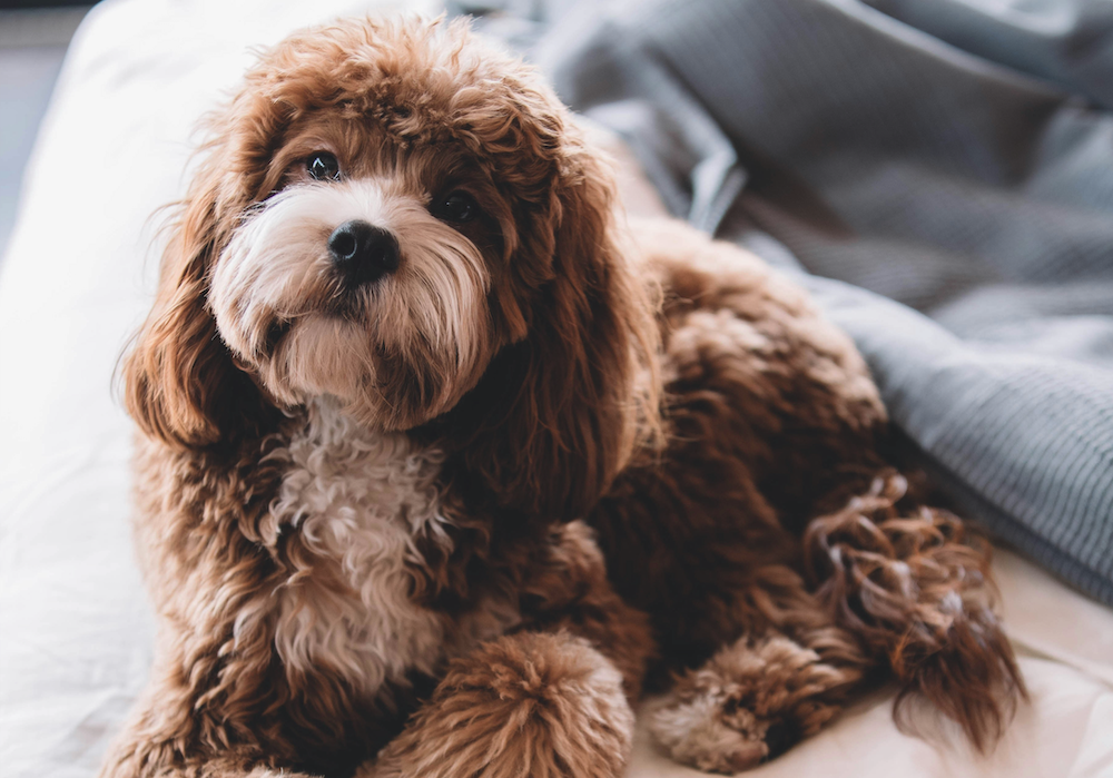 Why is my dog not eating?