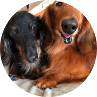 Recovering dogs supported by raw