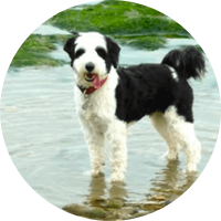 A HEALTHY APPETITE AND FIRMER POOS