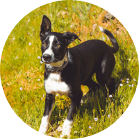 A RESCUE WITH A SENSITIVE STOMACH