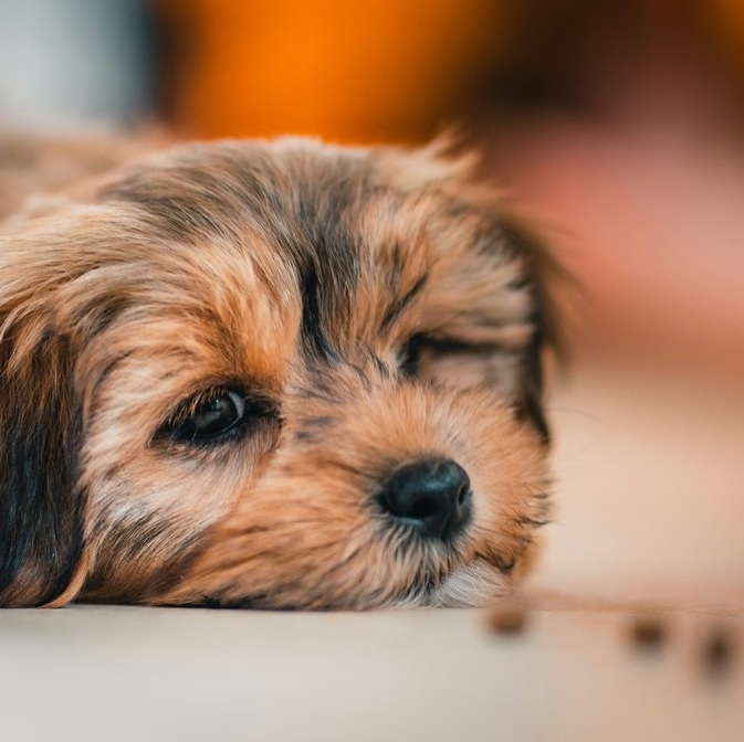 <b>THE COST OF RAW DOG FOOD &ndash; AND WHY IS IT MORE EXPENSIVE THAN KIBBLE? </b><br><br>Discover the cost of feeding your dog a raw diet and how it could save you money (and worry) in the long term...</br>