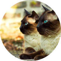 LONG, HEALTHY LIVES ON NATURES MENU