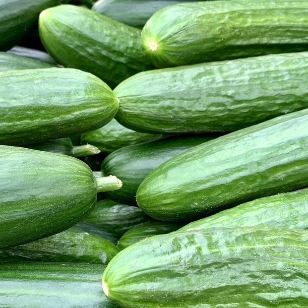 <b>CAN DOGS EAT CUCUMBER?</b><br><br>Everything you need to know about whether or not your dog can have cucumber &ndash; and if they can eat the vegetable&rsquo;s skin and seeds...</br>